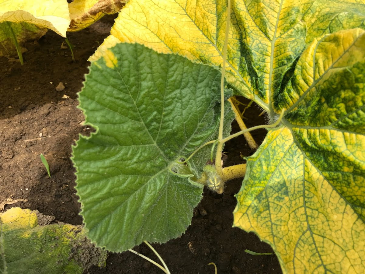 Understanding The Yellowing Of Squash Leaves Greenthumbsguide