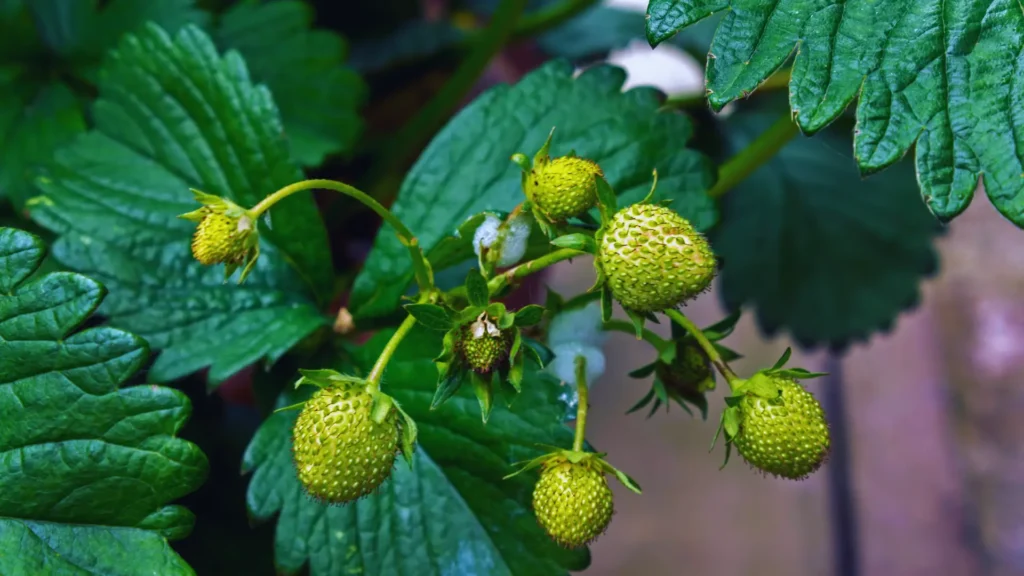 Are Coffee Grounds Good For Strawberry Plants?
