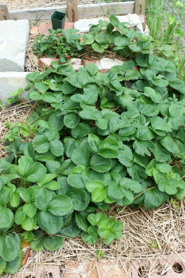 Are Coffee Grounds Good For Strawberry Plants?