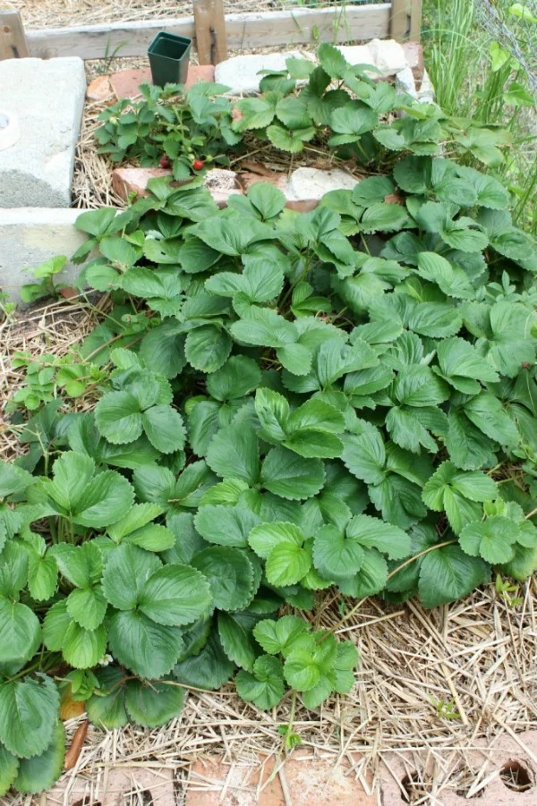 Are Coffee Grounds Good For Strawberry Plants?