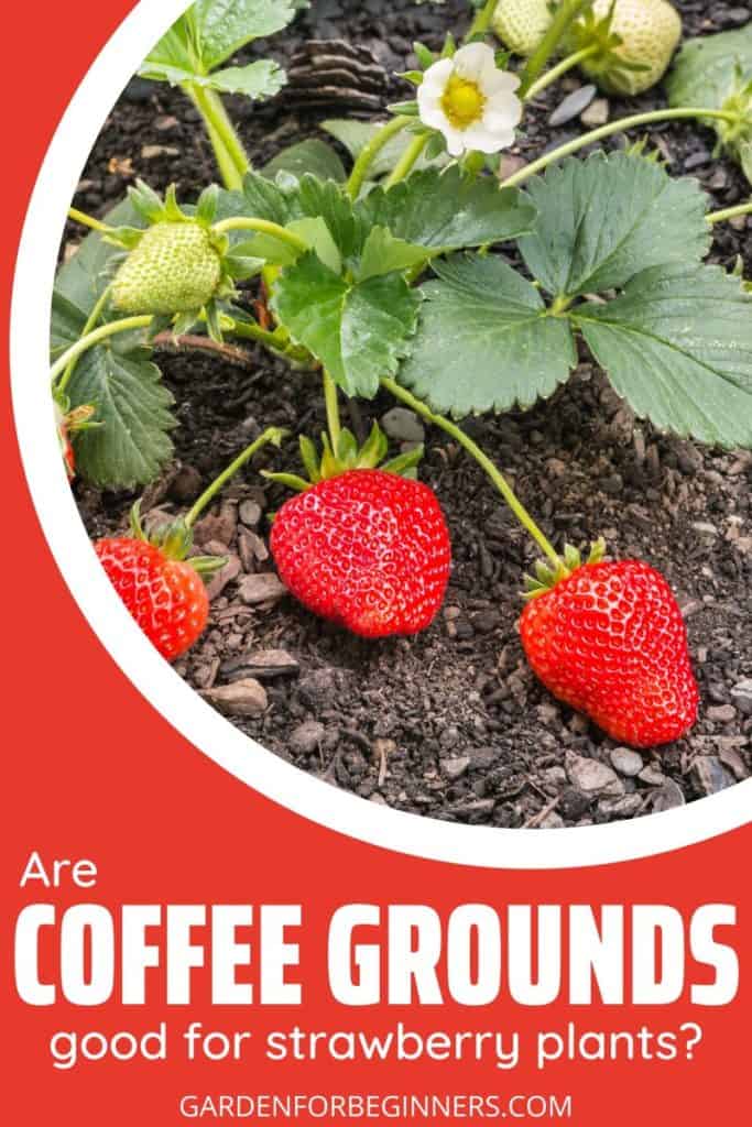 Are Coffee Grounds Good For Strawberry Plants?
