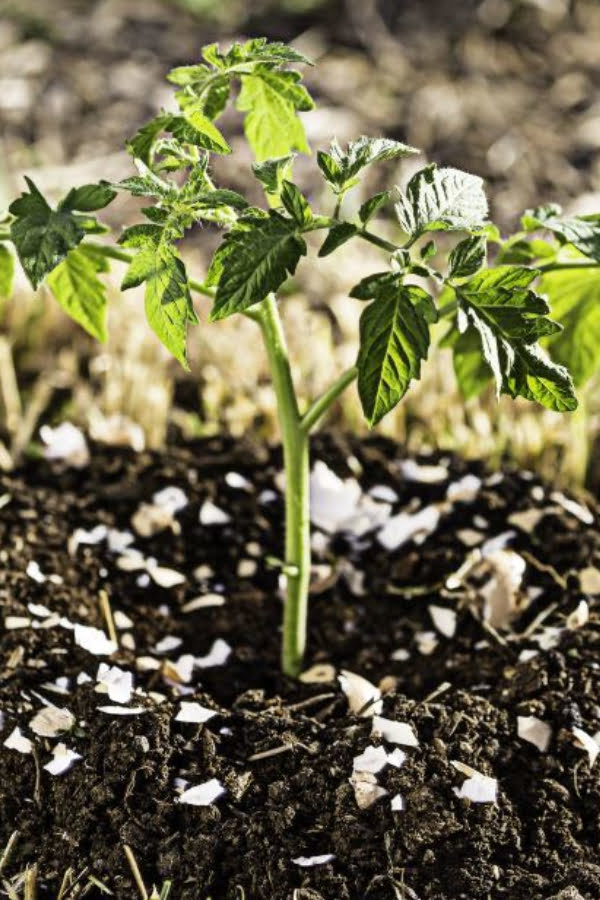 Are Eggshells Good For Potato Plants? Are Eggshells Good For Potato Plants?
