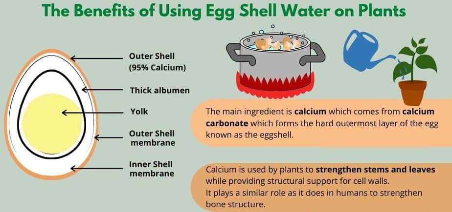 Are Eggshells Good For Potato Plants? Are Eggshells Good For Potato Plants?