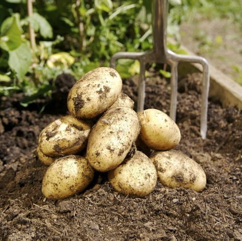 Are Eggshells Good For Potato Plants? Are Eggshells Good For Potato Plants?