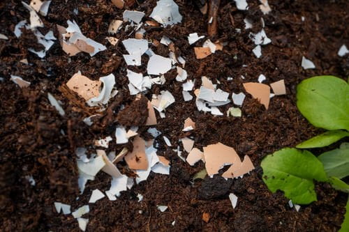 Are Eggshells Good For Potato Plants? Are Eggshells Good For Potato Plants?