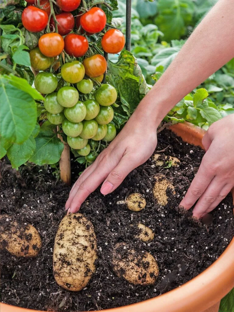 Are Potatoes And Tomatoes In The Same Plant Family