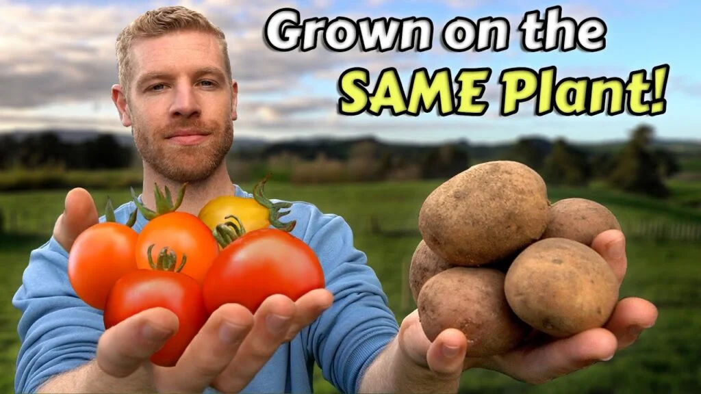 Are Potatoes And Tomatoes In The Same Plant Family