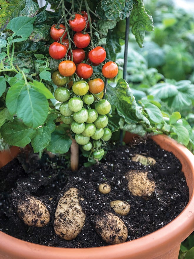 Are Potatoes And Tomatoes In The Same Plant Family Are Potatoes And Tomatoes In The Same Plant Family