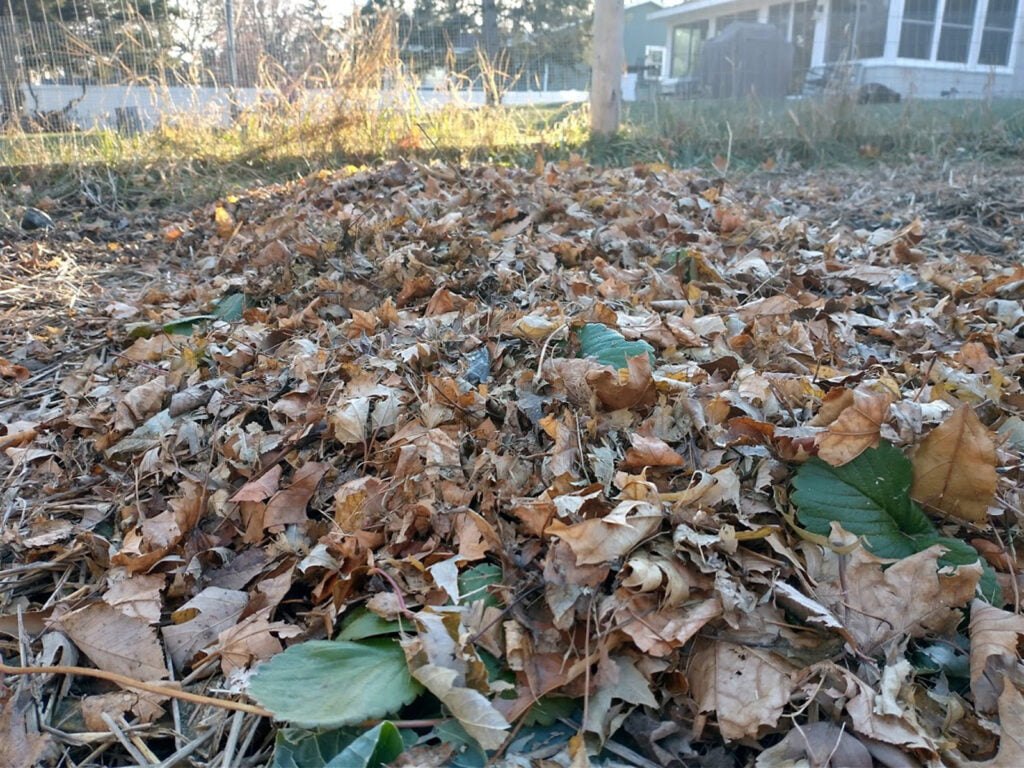Are You Supposed To Cover Strawberries In The Winter?
