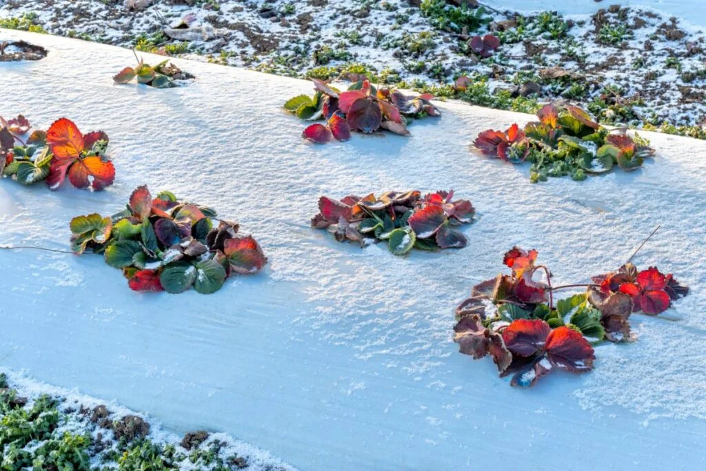 Are You Supposed To Cover Strawberries In The Winter?