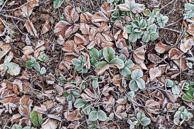 Are You Supposed To Cover Strawberries In The Winter?