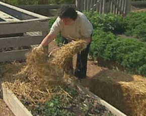 Are You Supposed To Cover Strawberries In The Winter?