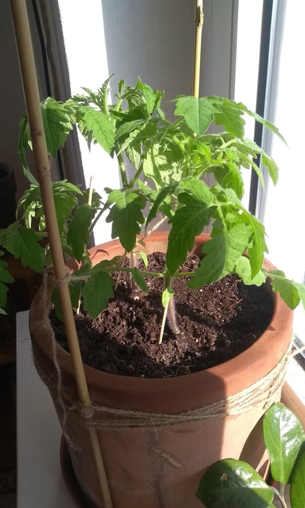 Can A Tomato Plant Have Too Many Tomatoes?
