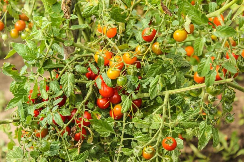 Can A Tomato Plant Have Too Many Tomatoes?