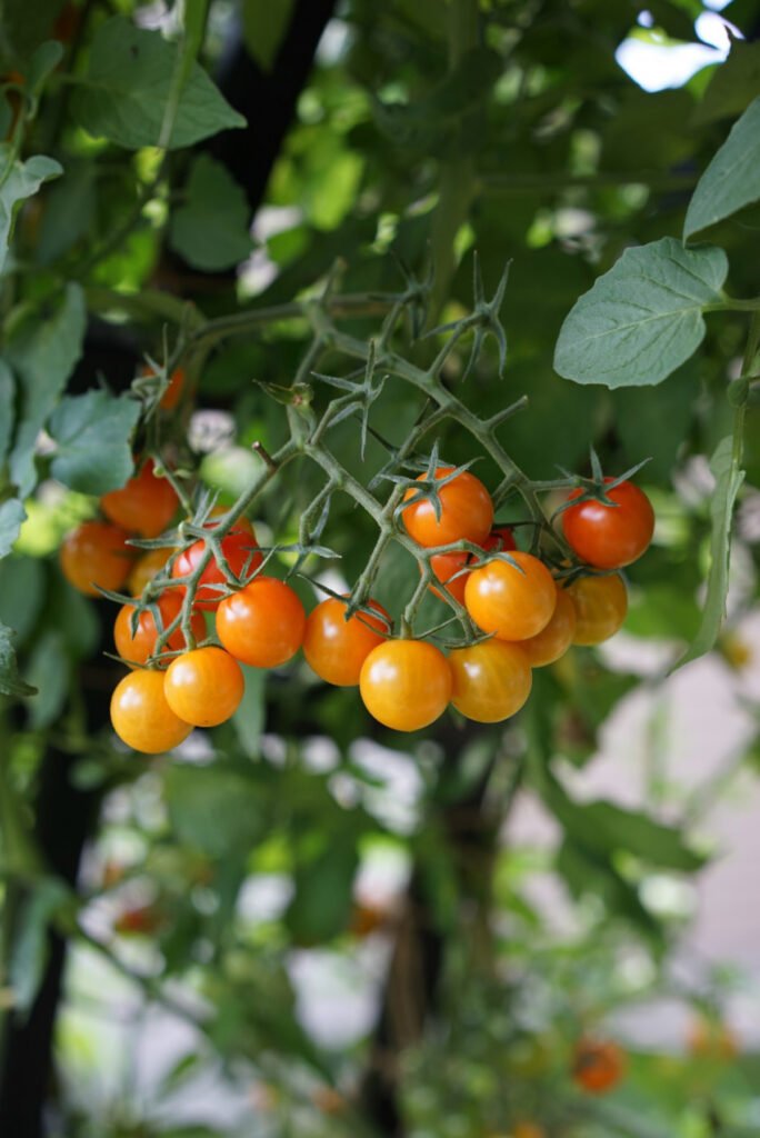 Can A Tomato Plant Have Too Many Tomatoes?