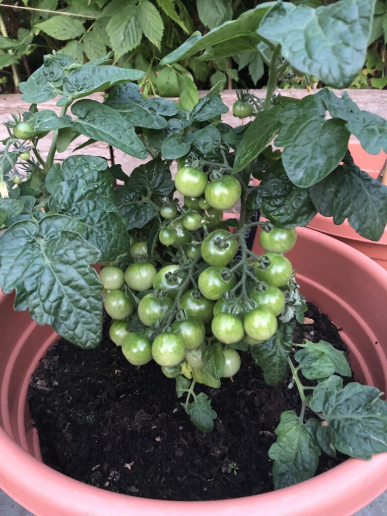 Can A Tomato Plant Have Too Many Tomatoes?