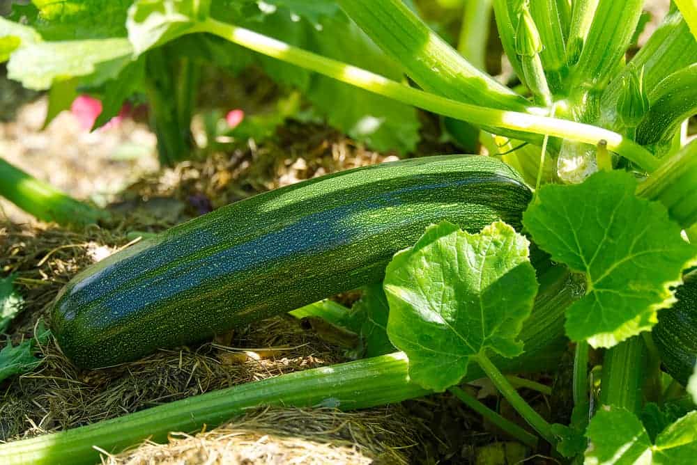 Can You Bury Zucchini Deep? Can You Bury Zucchini Deep?