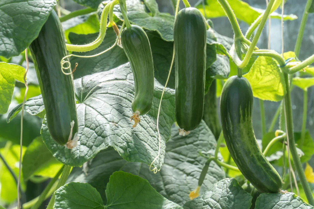 Can You Eat Zucchini Leaves? Can You Eat Zucchini Leaves?