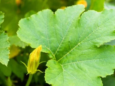 Can You Eat Zucchini Leaves? Can You Eat Zucchini Leaves?