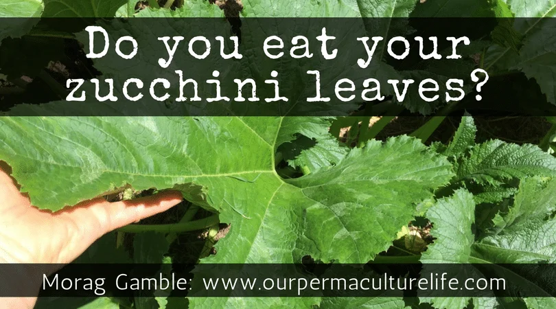 Can You Eat Zucchini Leaves? Can You Eat Zucchini Leaves?