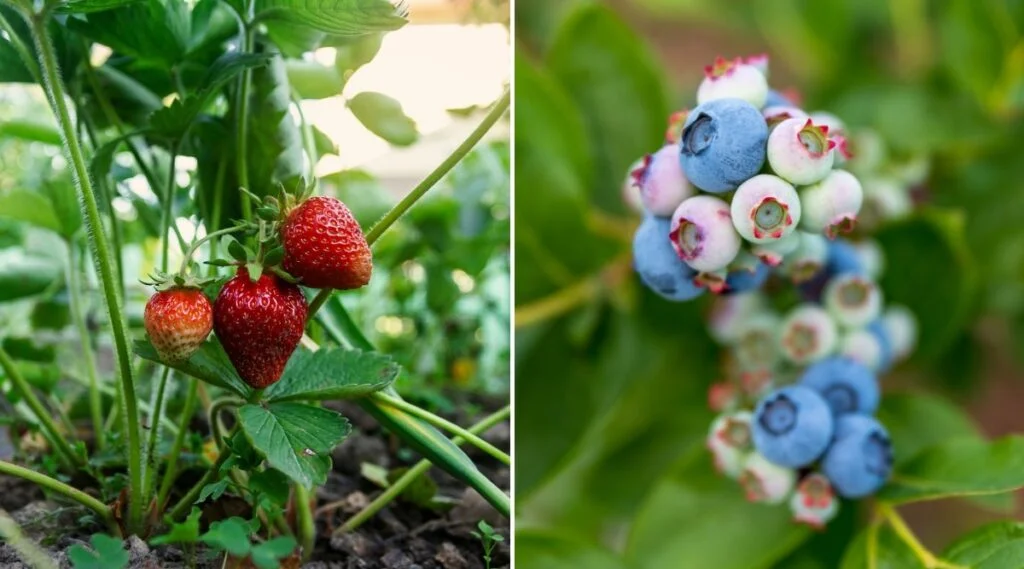 Can You Plant Blueberries And Strawberries Together?