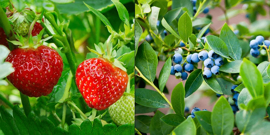 Can You Plant Blueberries And Strawberries Together?