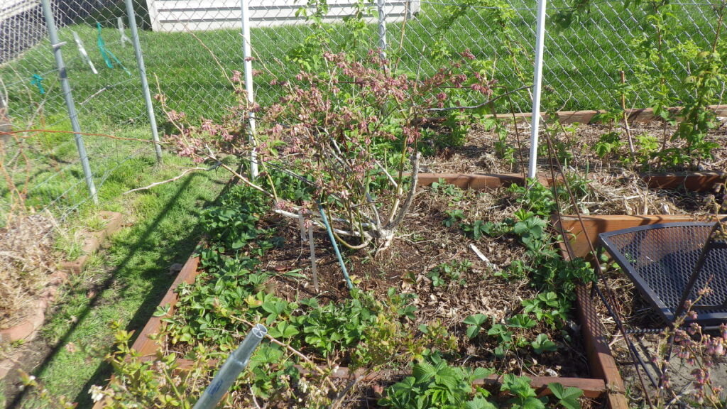 Can You Plant Blueberries And Strawberries Together? Can You Plant Blueberries And Strawberries Together?