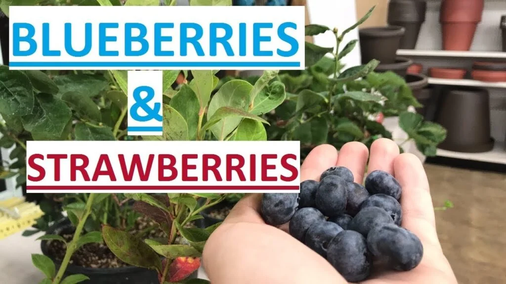 Can You Plant Blueberries And Strawberries Together?