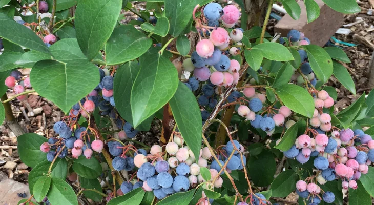 Can You Plant Blueberries And Strawberries Together?