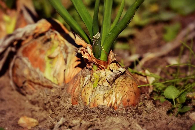 Can You Plant Onions With Tomatoes Can You Plant Onions With Tomatoes