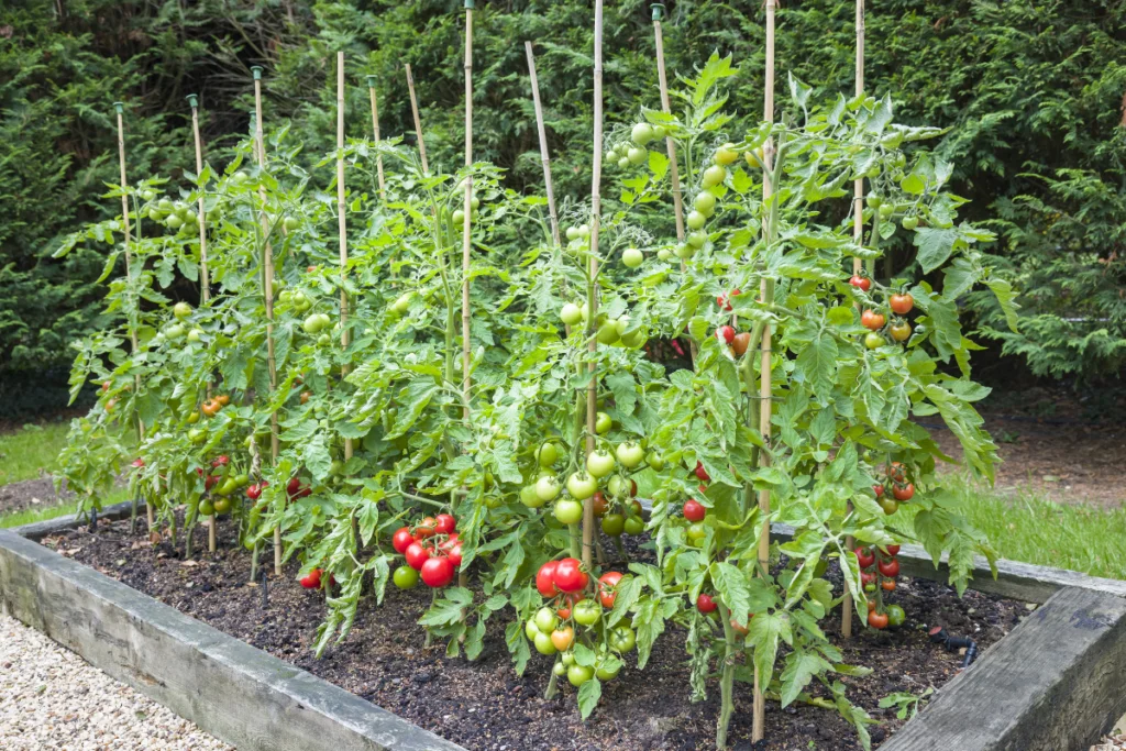 Can You Plant Onions With Tomatoes Can You Plant Onions With Tomatoes
