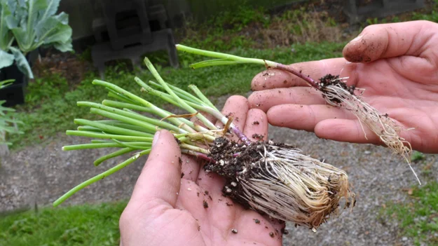 Can You Plant Onions With Tomatoes Can You Plant Onions With Tomatoes