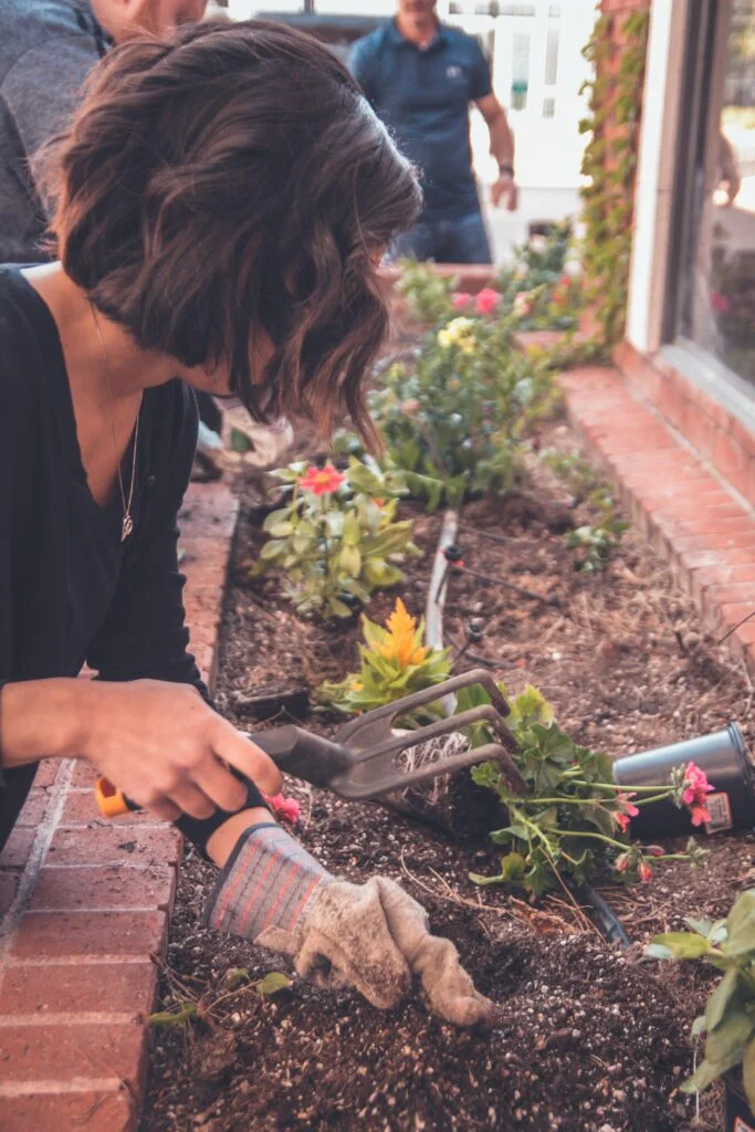 Can You Plant Strawberries In The Ground?