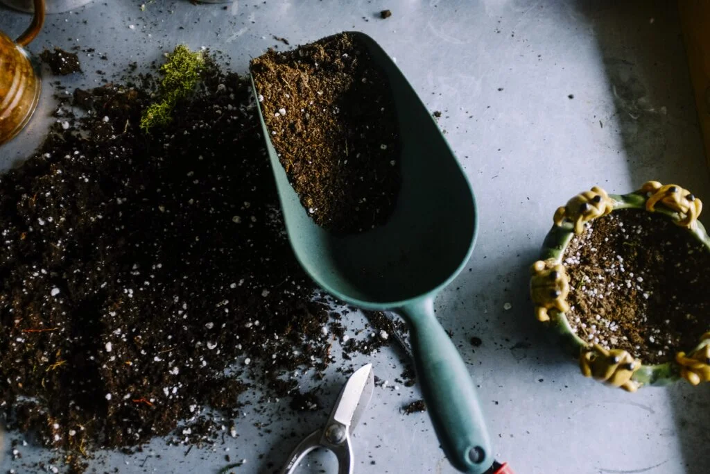 Can You Plant Strawberries In The Ground?
