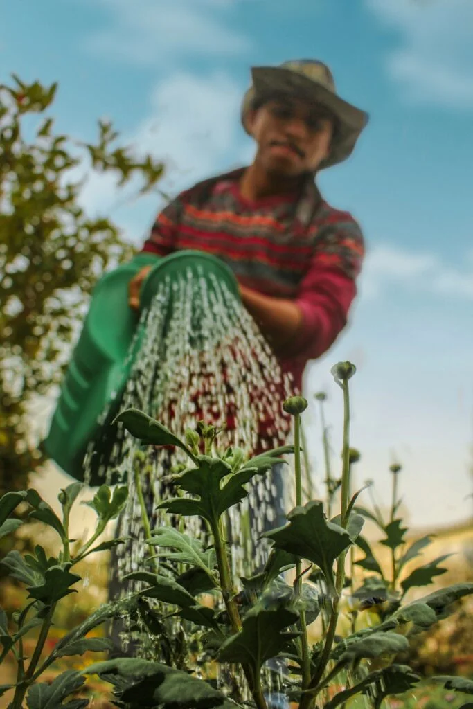 Can You Plant Strawberries In The Ground?