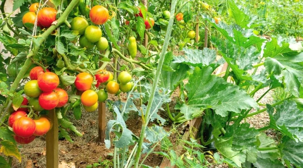 Can You Plant Zucchini Deep Like Tomatoes?