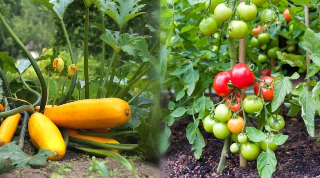 Can You Plant Zucchini Deep Like Tomatoes?