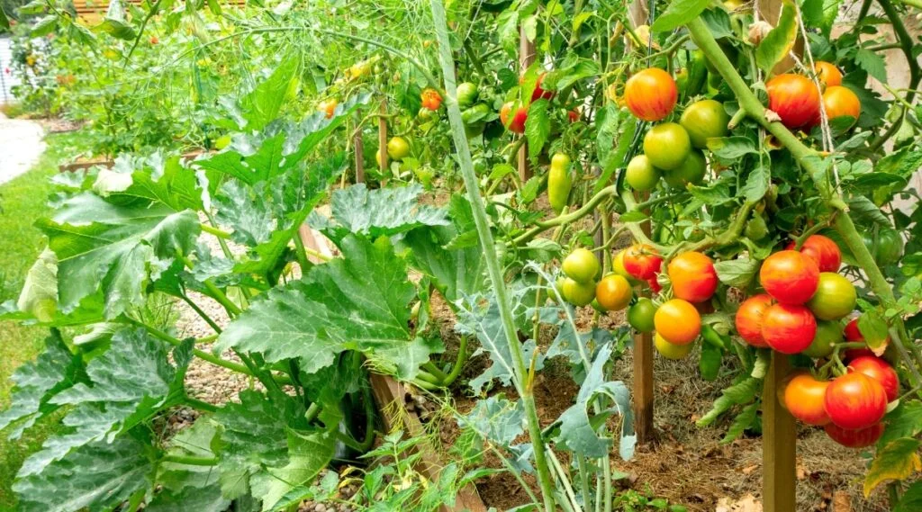 Can You Plant Zucchini Deep Like Tomatoes?