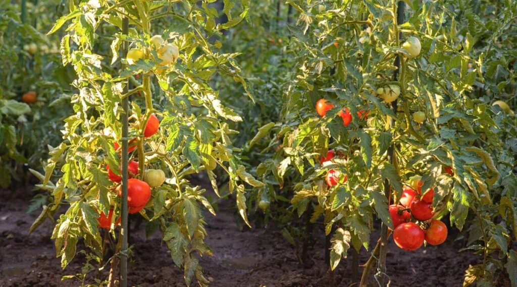 Can You Plant Zucchini Deep Like Tomatoes?