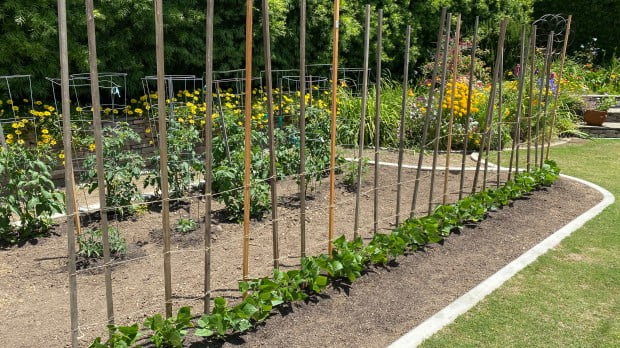 Do I Have To Plant Tomatoes Every Year Do I Have To Plant Tomatoes Every Year