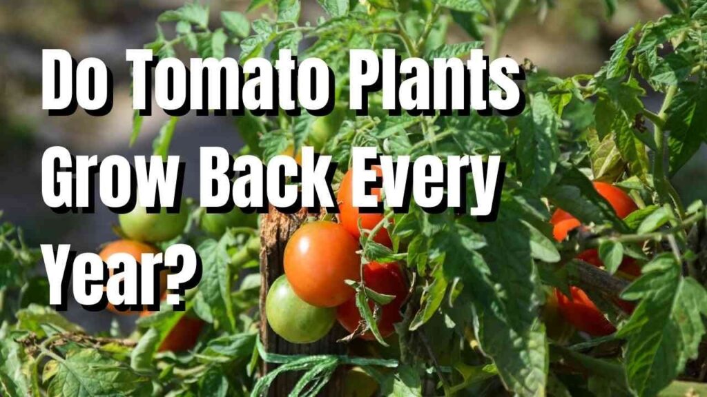 Do I Have To Plant Tomatoes Every Year Do I Have To Plant Tomatoes Every Year