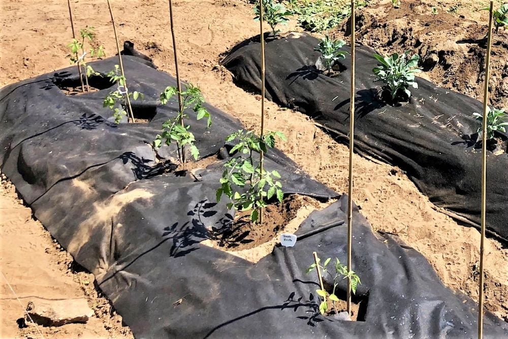 Do I Have To Plant Tomatoes Every Year Do I Have To Plant Tomatoes Every Year