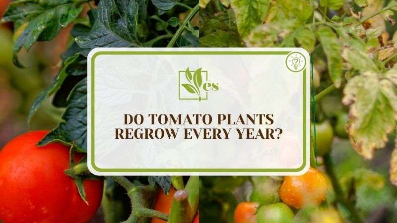 Do I Have To Plant Tomatoes Every Year Do I Have To Plant Tomatoes Every Year