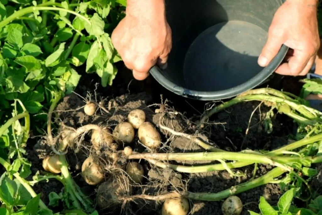 Do Potatoes Like Manure?