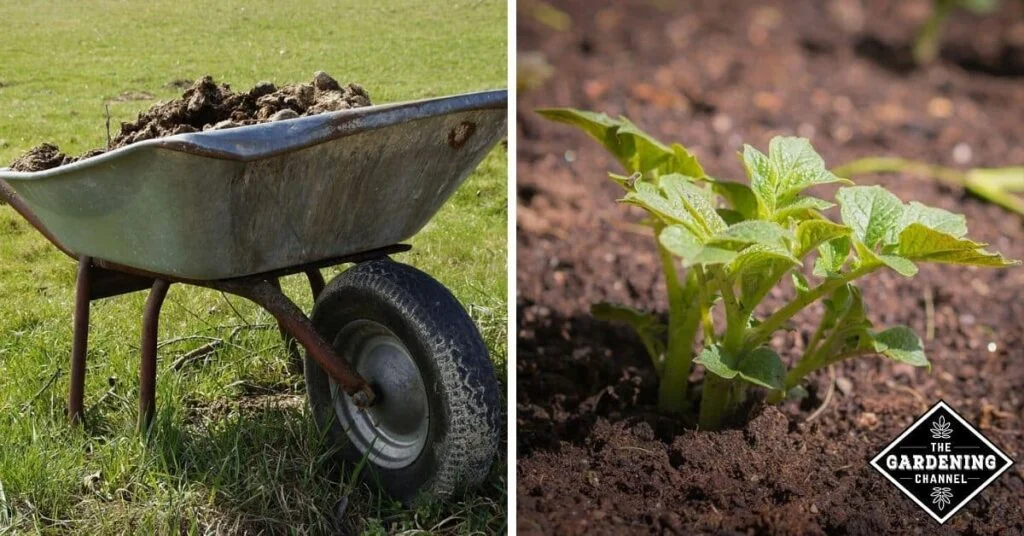 Do Potatoes Like Manure?