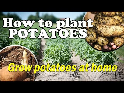 Do Potatoes Like Manure?