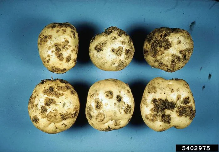 Do Potatoes Like Manure?