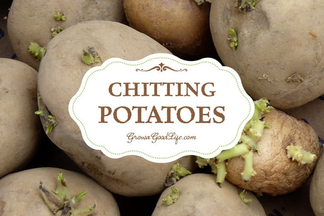 Do Potatoes Need To Sprout Before Planting?