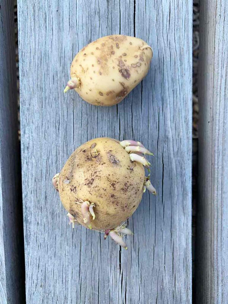Do Potatoes Need To Sprout Before Planting?