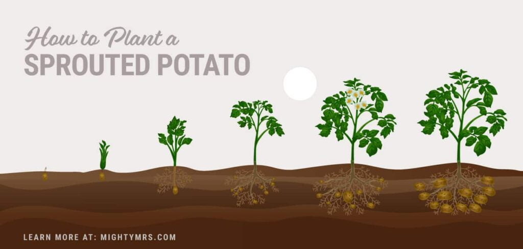 Do Potatoes Need To Sprout Before Planting?